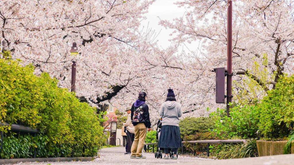 Cherry Blossom